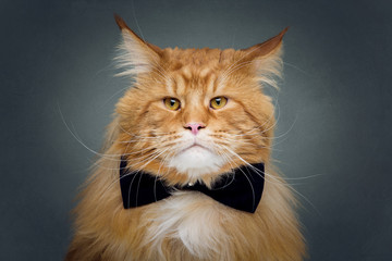Beautiful maine coon cat with bow tie © svetography