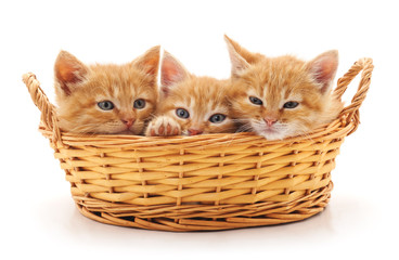 Fototapeta na wymiar Three little kittens in the basket.