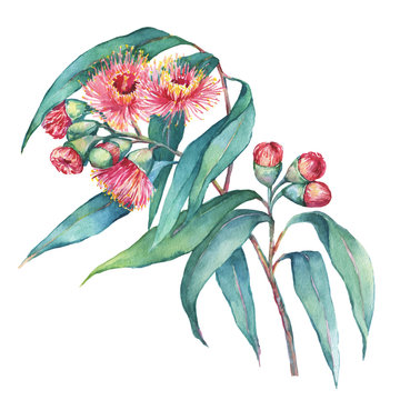 A branch of Eucalyptus caesia (commonly known Gungurru or Silver Princess) flowers, plant also known as Yellow Box Gum. Watercolor hand drawn painting illustration, isolated on white background.