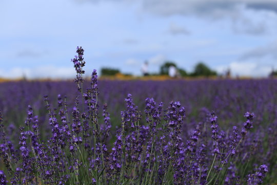 8 Best 三重のラベンダー畑 Images Stock Photos Vectors Adobe Stock