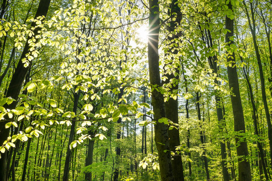 Sonne im Laubwald