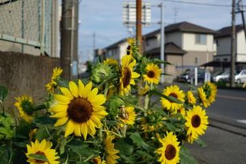 ひまわり　街中　一角　片隅