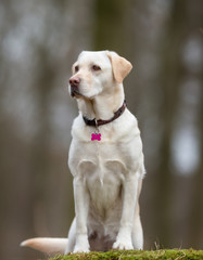 Labrador dog