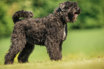 Dog outdoors in nature