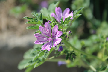 Mallow common