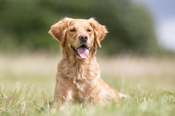 Golden retriever dog