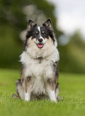 Icelandic sheepdog