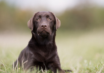 Brown labrador retriever dog