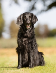 Flatcoated retriever dog