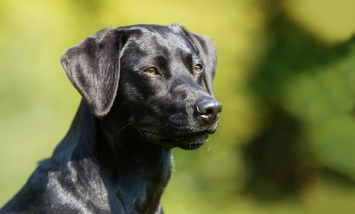 Black labrador dog