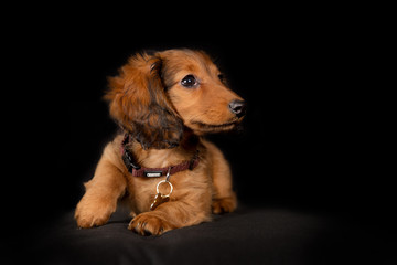Young longhaired dachshund dog puppy © Mikkel Bigandt