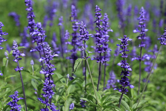 三重のラベンダー畑 Images Browse 8 Stock Photos Vectors And Video Adobe Stock