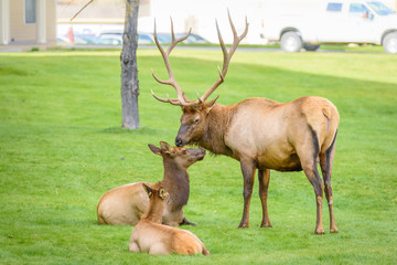 Elk in Village of Mammoth Hot Springs in Yellowstone National Park