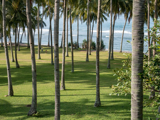 Beautiful palm trees in the near of Senggigi, Lombok, Indonesia