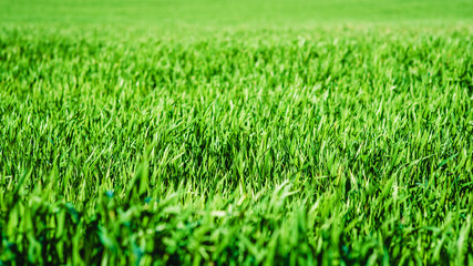 Green grass texture from a field