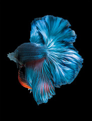 beautiful fish tail of  siamese fighting fish,