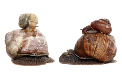 Garden snail isolated on white. Snail and baby snail family.
