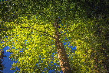 Fototapeta premium Sonne im Wald