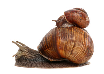 Garden snail isolated on white. Snail and baby snail family.