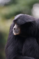 フクロテナガザル