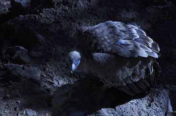  Gyps fulvus eagle