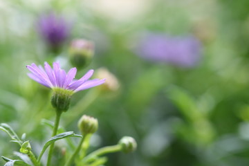 aster