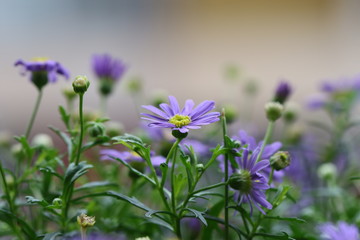 Fototapeta premium aster