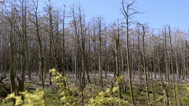 Forest cover. Thicket. Rays of light through trees. Nida. Lithuania