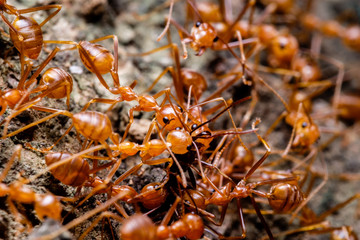 Weaver ants cooperation