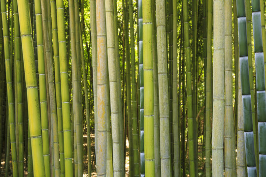 Bamboo forest in Italy