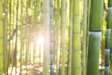 Cercles muraux Bambou Forêt de bambous en Italie