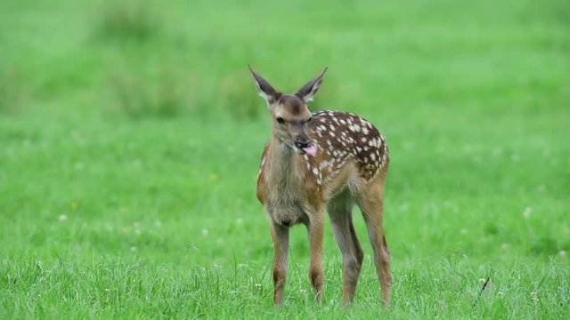Rotwild Kalb auf Waldwiese, Juni