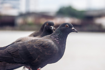 鳩