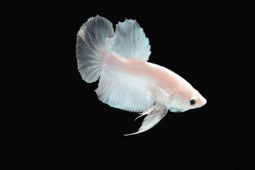 White platinum Fighting fish.