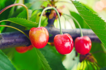 Cherry tree branches with rape fruits in summer garden. Close up view of the cherries on the tree. Wild cherry tree branches with red fruit, harvesting. 
