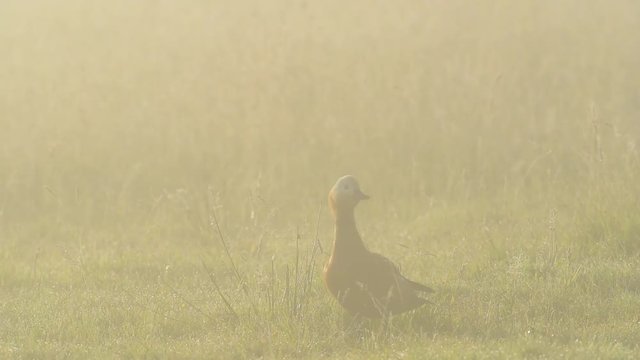 Rostgans auf Wiese im Morgennebel, Juni