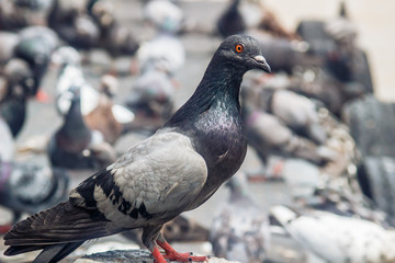 鳩
