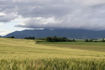 Wheat field during sunset. Slovakia