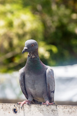 鳩