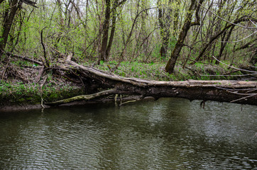 Fototapeta na wymiar Trunk of the tree using as a bridge across river