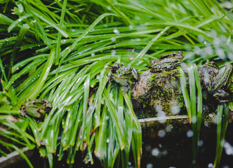 Frösche und Kröten im grünen Garten Gras 