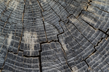 Fototapeta premium Wooden texture for background