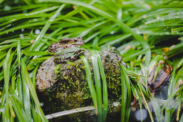 Frösche und Kröten im grünen Garten Gras 