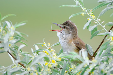 Great reed warbler