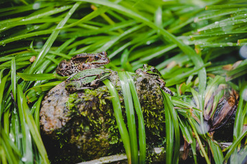 Frösche und Kröten im grünen Garten Gras 
