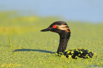Black-necked Grebe
