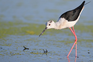 Black-winged stilt