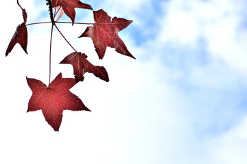 American Sweetgum - Liquidambar styraciflua. It is called ”Momijibafuu” in Japan.

