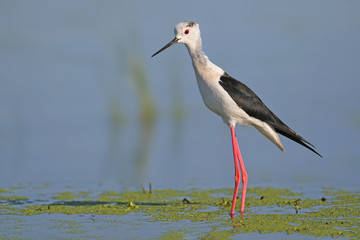 Black-winged stilt
