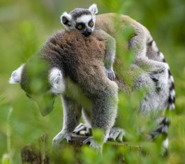 Lemur catta baby on the mother's back/Lemur catta baby and mother/Lemur Catta